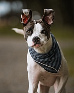 Up close photo of a mixed breed dog running with his ears up