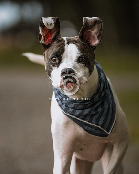 Up close photo of a mixed breed dog running with his ears up