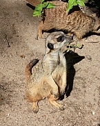 Meerkat - Suricate