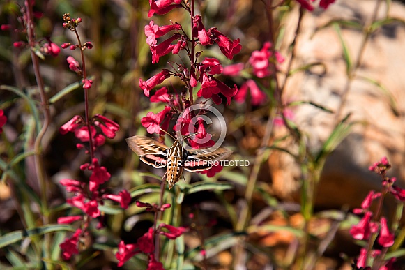 Hummingbird moth Hummingbird moth