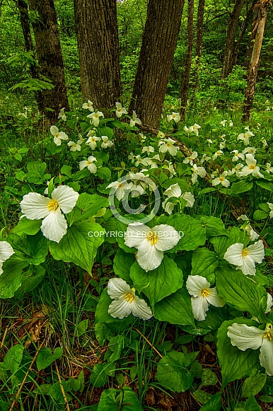 Large Flowering Trillium Large Flowering Trillium