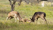 Fallow Deer