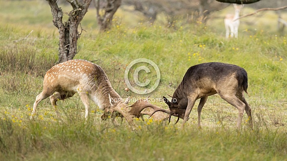 Fallow Deer Fallow Deer