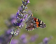 Painted Lady Butterfly on Lavender