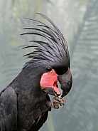Lesser Palm Cockatoo