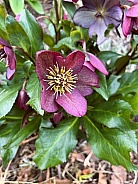 Hellebore