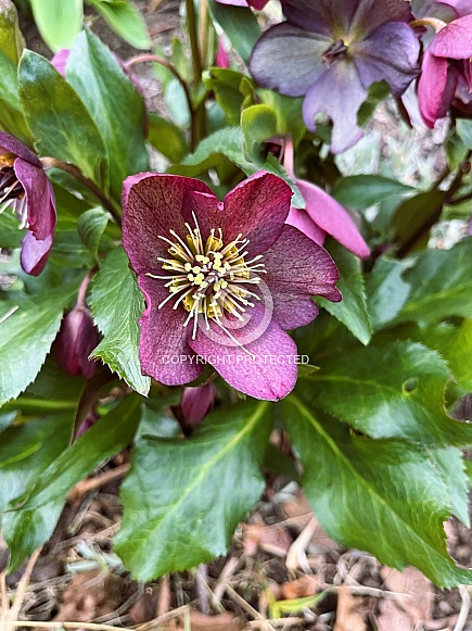 Hellebore