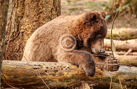 Brown bear in the woods Brown bear in the woods