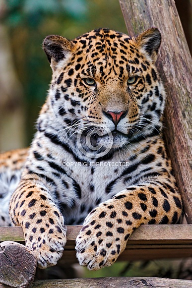 Jaguar – Wildlife Reference Photos for Artists