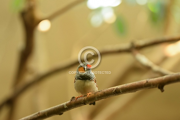Zebra finch Zebra finch