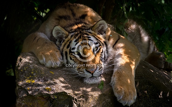 Amur Tiger