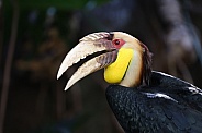 wreathed hornbill (Rhyticeros undulatus)