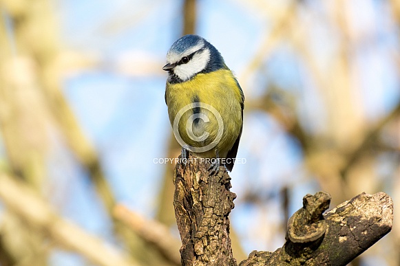 Blue Tit Blue Tit
