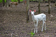 Albino White-tailed Deer