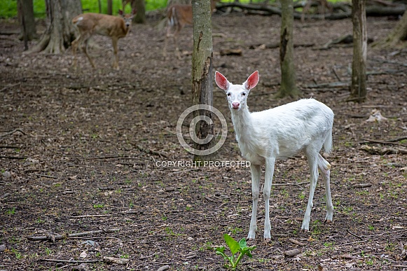 Albino White-tailed Deer