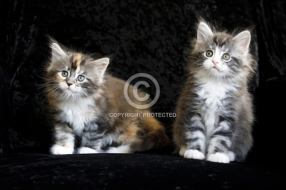 Maine coon