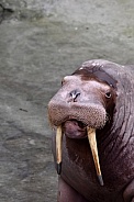 Walrus