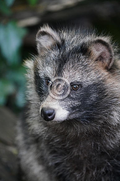 Raccoon Dog