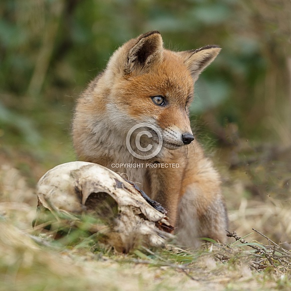 Red Fox Cub