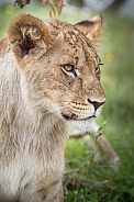 African Lion (young)