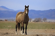 Wild Ranch Horses