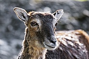 Mouflon portrait