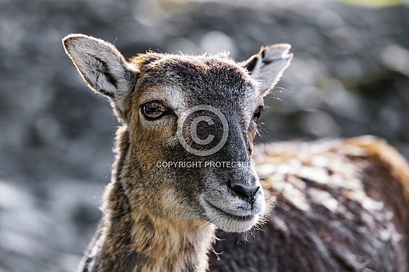 Mouflon portrait