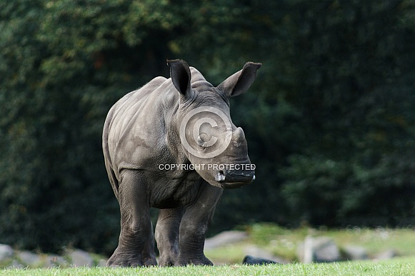 White Rhino Calf
