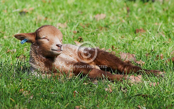 Portland Lamb Portland Lamb