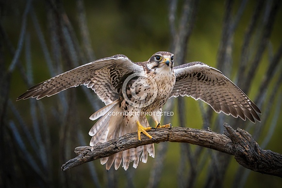 Prairie Falcon