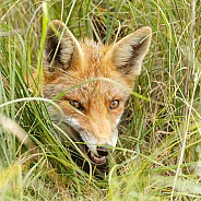 Red Fox