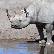 Black Rhinoceros - Namibia