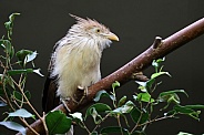 Guira cuckoo (Guira guira)