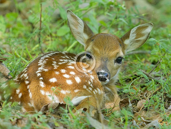 White tailed Deer