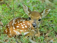 White tailed Deer