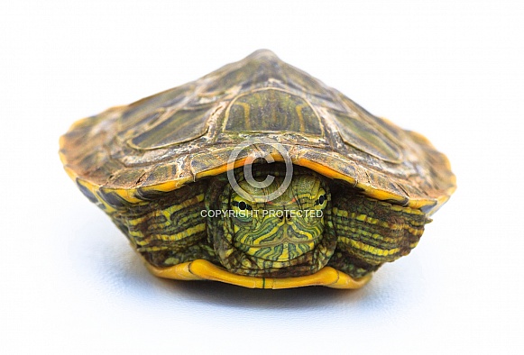 Red-Eared Slider Turtle Red-Eared Slider Turtle