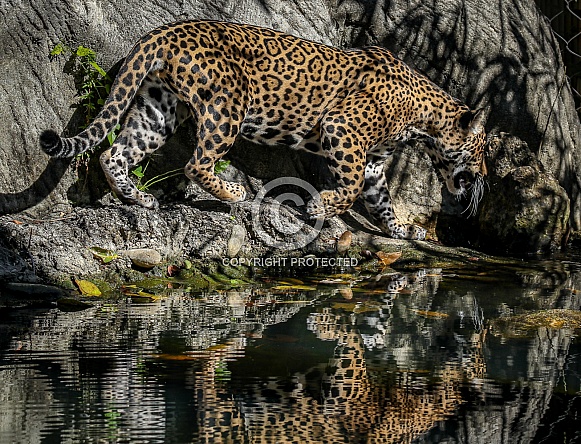 Panamanian Jaguar