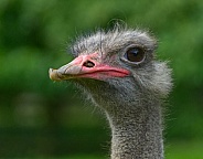 Ostrich
