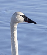 Trumpeter Swan Closeup