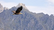 White tailed eagle or European Eagle