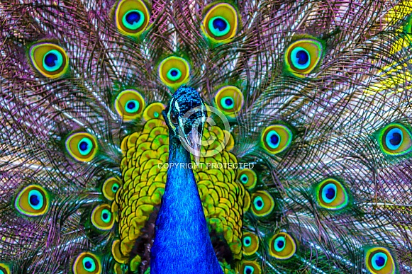 Peacock displaying