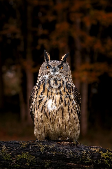 Eurasian Eagle Owl