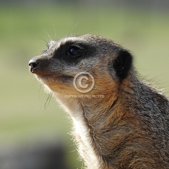 Meerkat