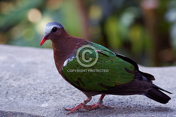 Emerald Dove Emerald Dove