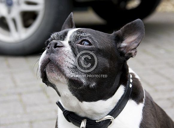 French Bulldog