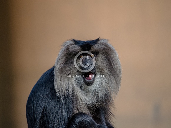 Lion-tailed Macaque