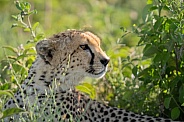 Close up side profile of a cheetah
