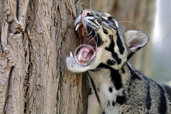 Clouded leopard (Neofelis nebulosa)