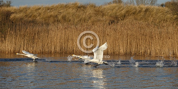 The whooper swan (Cygnus cygnus), also known as the common swan The whooper swan (Cygnus cygnus), also known as the common swan