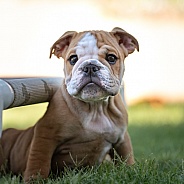 Bulldog puppy climbing out from under a bed